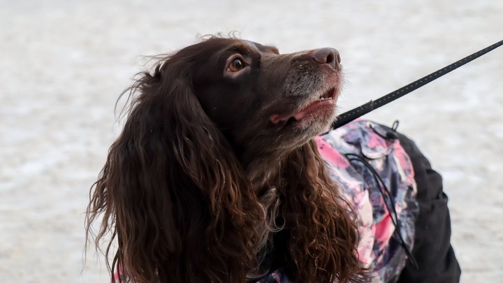 Собачья площадь: На места для выгула четвероногих хотят заложить миллионы