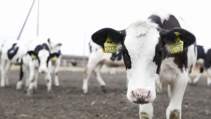 До конца года в Краснодаре построят инновационный коровник