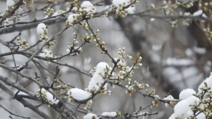 Аномально тёплая зима обернётся непредсказуемой весной: Синоптики прогнозируют удивительное