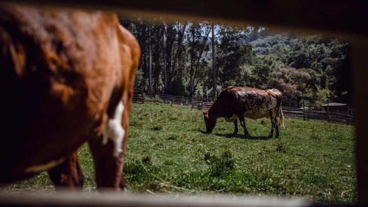 В Новосибирской области отчитались о завершении изъятия скота и назвали сроки снятия карантина