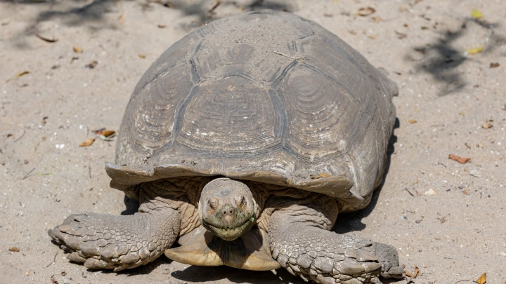 Туристы увидели в горах Сочи представителя древнего вида черепах, которых почти не осталось