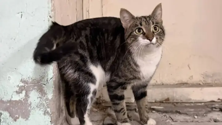 Глава Северодвинска ищет хозяев для кота, которого спасли от холода в администрации