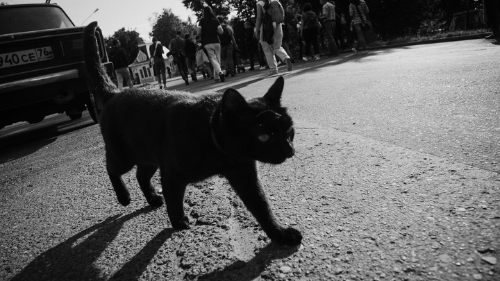 В Архангельске взбесившаяся кошка два дня не выпускала хозяйку из кухни