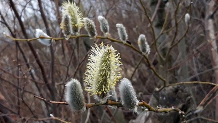Вербное воскресенье в 2023 году: традиции, когда и где можно освятить вербу