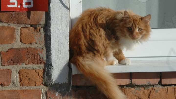 Коть Васька, охраняющий наших бойцов в зоне СВО от мышей, вернулся в строй после ранения
