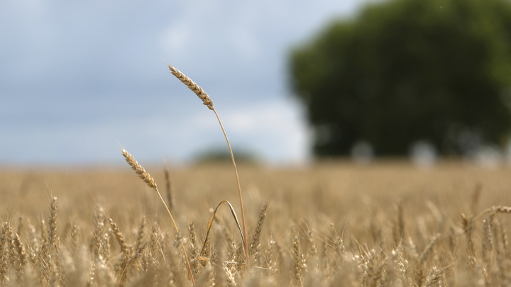 Зерновая сделка не нужна: Логику сильной России представил политолог Светов