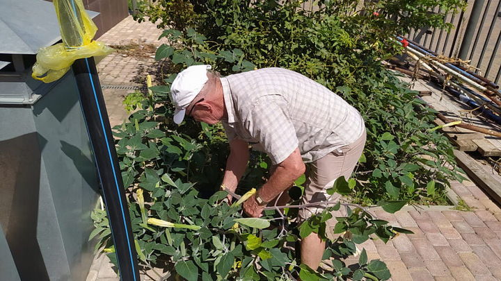 Администрация Новороссийска просит местных жителей помочь в борьбе с дурманом