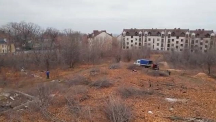 Последний кусок природы: В Самаре жители третьей просеки выступили против вырубки лесополосы