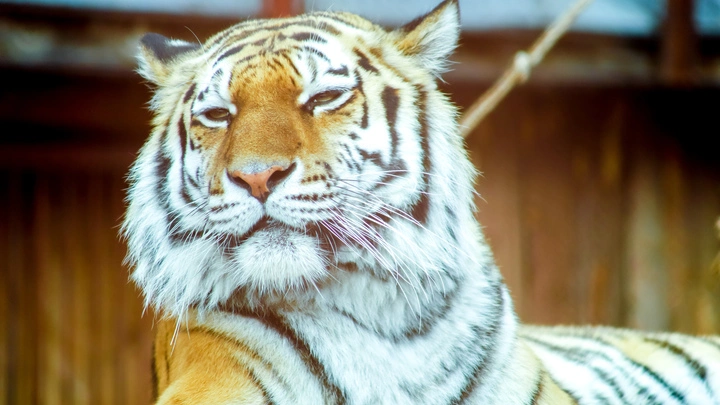 Хозяйка тигренка в Подмосковье заявила о намерении судиться за хищника