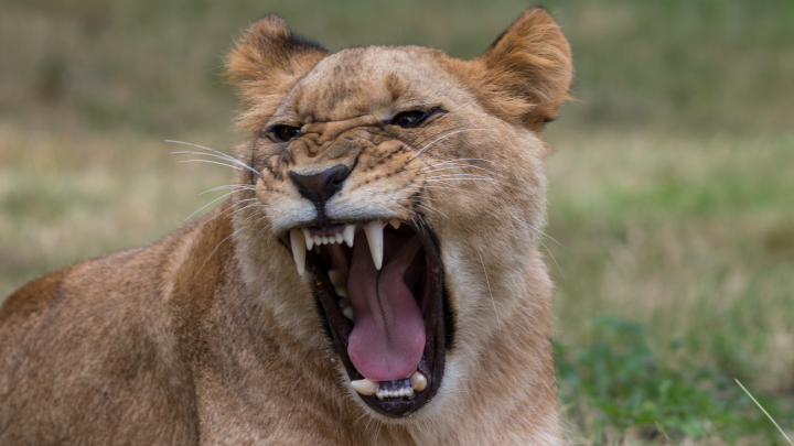 Атака львов. Что сейчас с главой Тайгана Зубковым? Медики сделали всё возможное