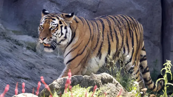 Больше не вымирающий вид: России удалось восстановить популяцию амурских тигров