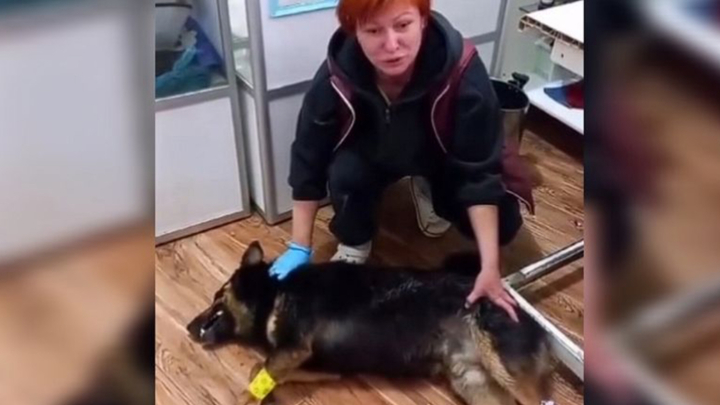 В Сочи неизвестные массово травят собак