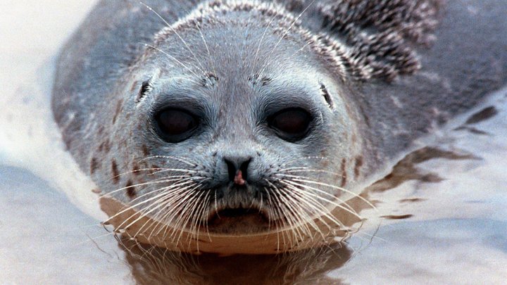 Экология или птичий грипп? С побережья Махачкалы увозят погибших нерп