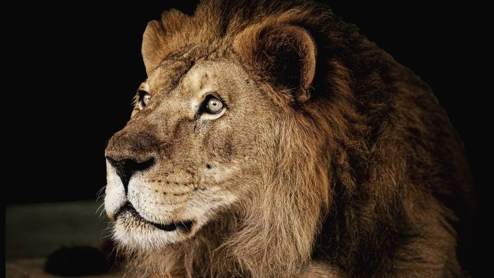 В зоопарке Челябинска умер лев, которого привезли в коробке из-под мороженого