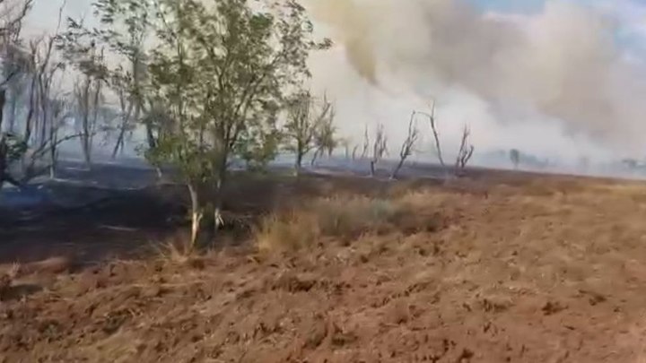 В Ростовской области лесной пожар тушили целые сутки