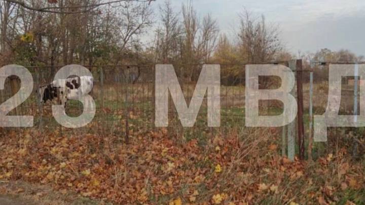 На Кубани разъяренный бык вспорол живот местной жительнице