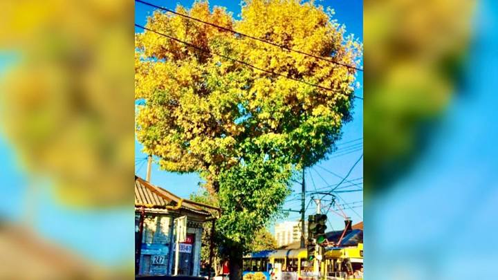 Сердца больше нет: в центре Краснодара спилили популярное у блогеров дерево