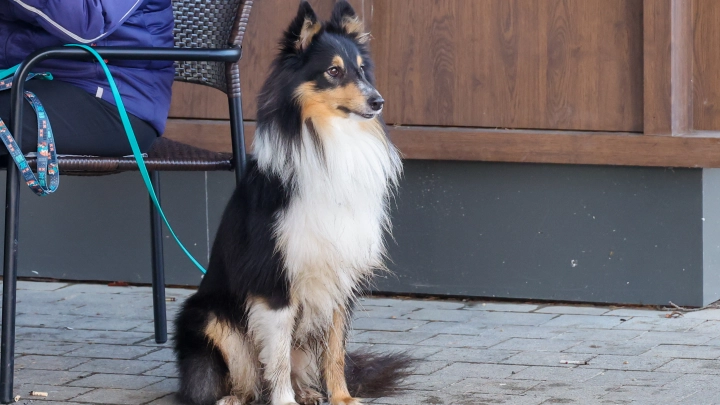 Запуск «Моспитомца» стал значимым событием — директор благотворительного фонда