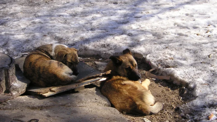 Под Тверью дворняги спасли жизнь своей кормилице