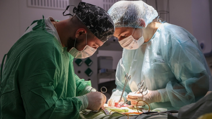 Неожиданная реакция: свиная почка атаковала своего хозяина