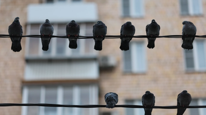 Голуби-дроны для СВО: эксперт Кнутов раскрыл их боевой потенциал