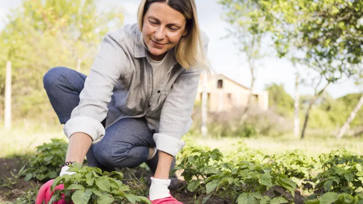 Эксперт предостерег дачников от ранней посадки рассады весной 2026