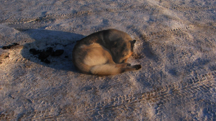 Русские ученые создали автоматическую систему распознавания болезней у собак
