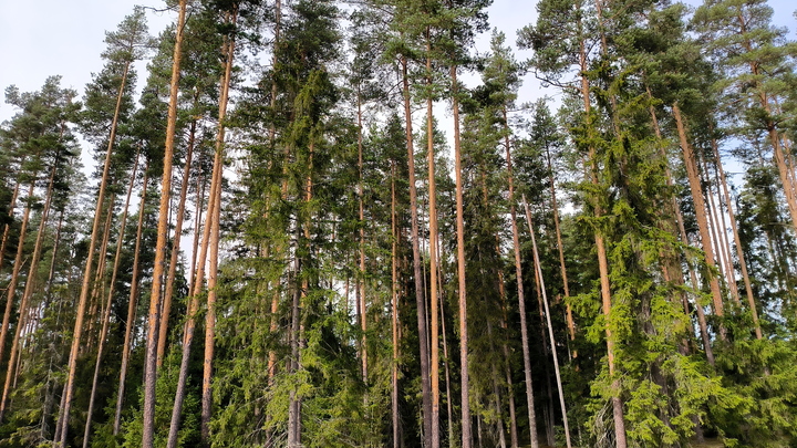 Четверо суток от детей не было ни весточки: Пропажа брата и сестры в уральском лесу едва не закончилась трагедией
