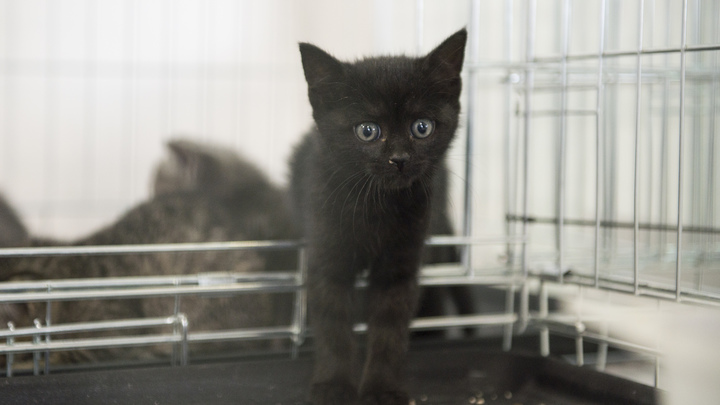 Вольеры пустые, контейнеры завалены трупами: Власти Якутска открестились от массовых убийств животных