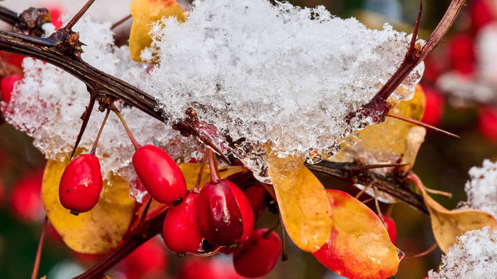 Чудо-продукт для здоровья: Диетолог рассказала о самой полезной ягоде