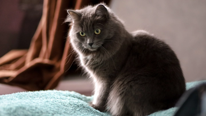 Ветврач предупреждает: некоторые кошки могут оказаться на операционном столе из-за вылизывания