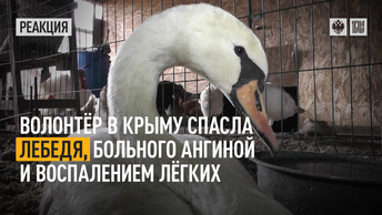 Волонтёр в Крыму спасла лебедя, больного ангиной и воспалением лёгких