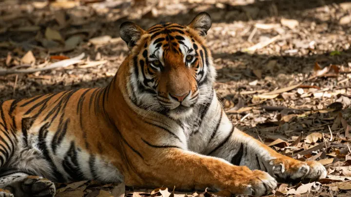 В Приморье поймали амурского тигра, убившего лошадь