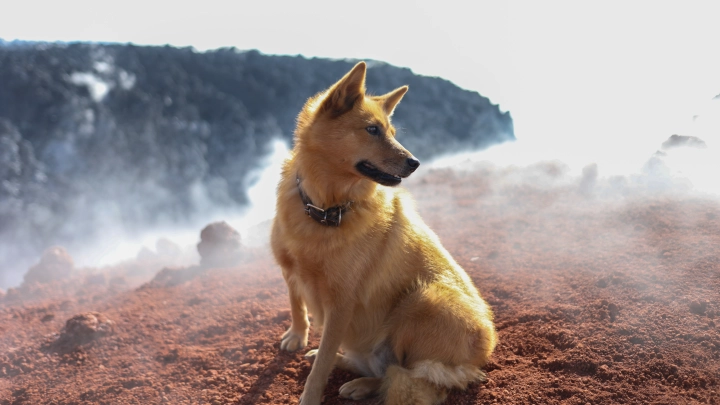 После смерти хозяина пёс остался жить на пепелище: Забрать его не получается