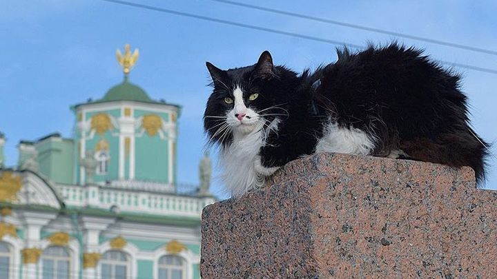 Безумная красота: эрмитажным котам на праздник подарили исторический дом и новый регламент