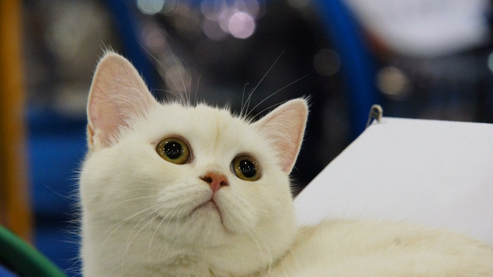 На Кубани неизвестный разделал кота на глазах у детей