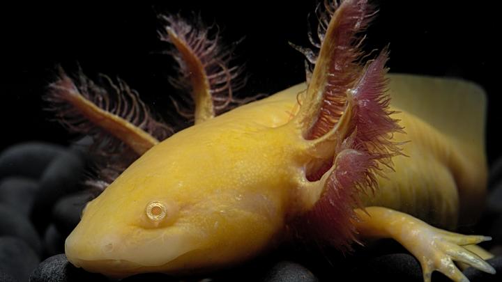 Учёные разгадали секрет улыбчивого малыша из Мексики: Никогда не повзрослеет