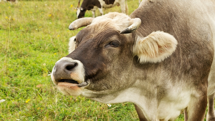 Молоко серьёзно подорожает. Дойдёт даже до Австралии