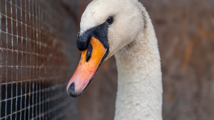 В Горячем Ключе неизвестный сломал шею лебедю, полиция проводит проверку