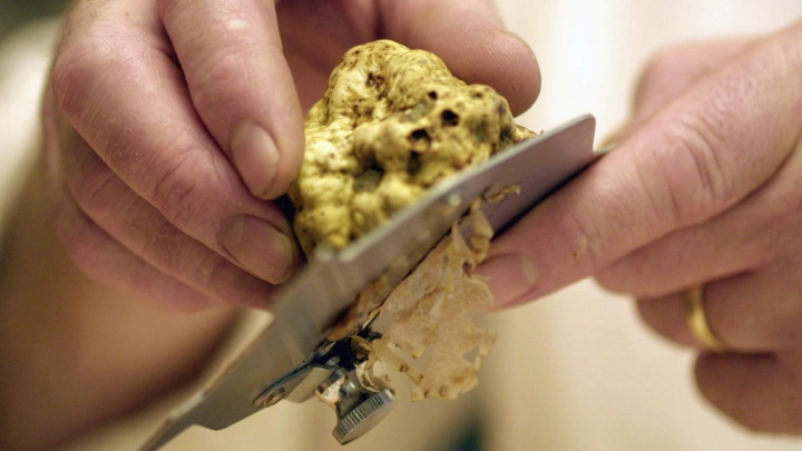 Что теперь начнётся: В России нашли самый дорогой гриб в мире