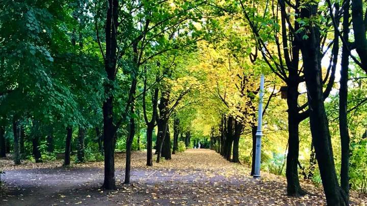 Город полысел: Мэр Краснодара заявил, что в парках почти все деревья – больные