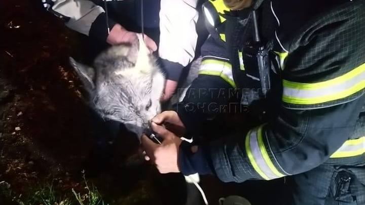 Московские спасатели помогли пострадавшей на пожаре собаке