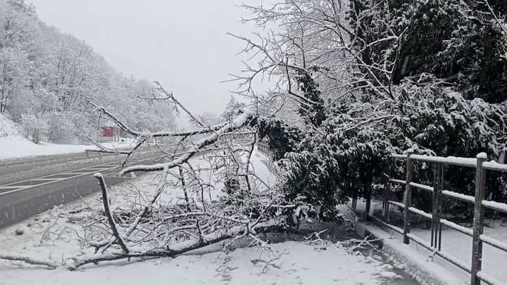 В Краснодарском крае за сутки оползни обрушили на трассу А-147 восемь деревьев