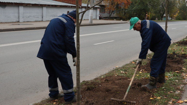 Во Владимире начали сажать деревья взамен высохших из-за вредителя