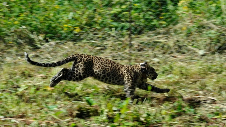 В Кавказском заповеднике на волю  выпустили двух переднеазиатских леопардов