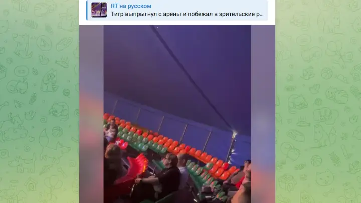 Появилось видео как в ростовском цирке родители закрывали собой детей от тигра