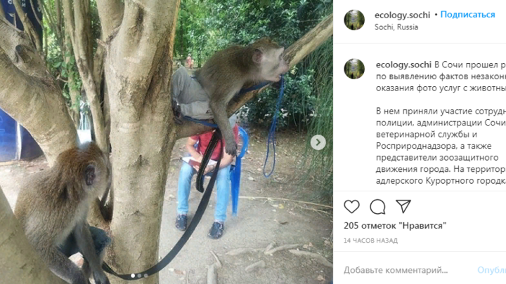 В Сочи у пляжных фотографов изъяли двух обезьян