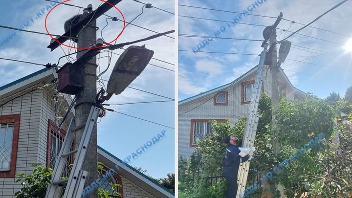 В Краснодаре развернули спасательную операцию из-за трусливого енота на фонарном столбе