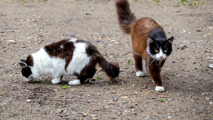 Животных защитят от насилия: В кодексе может появится статья о запрете пропаганды