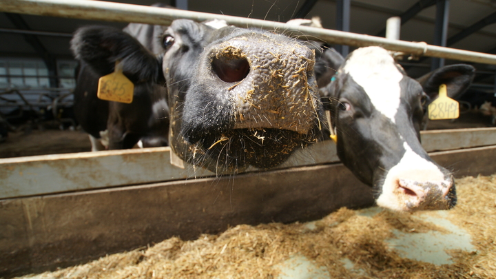 Запорожские коровы ежесуточно дают более 40 тонн молока